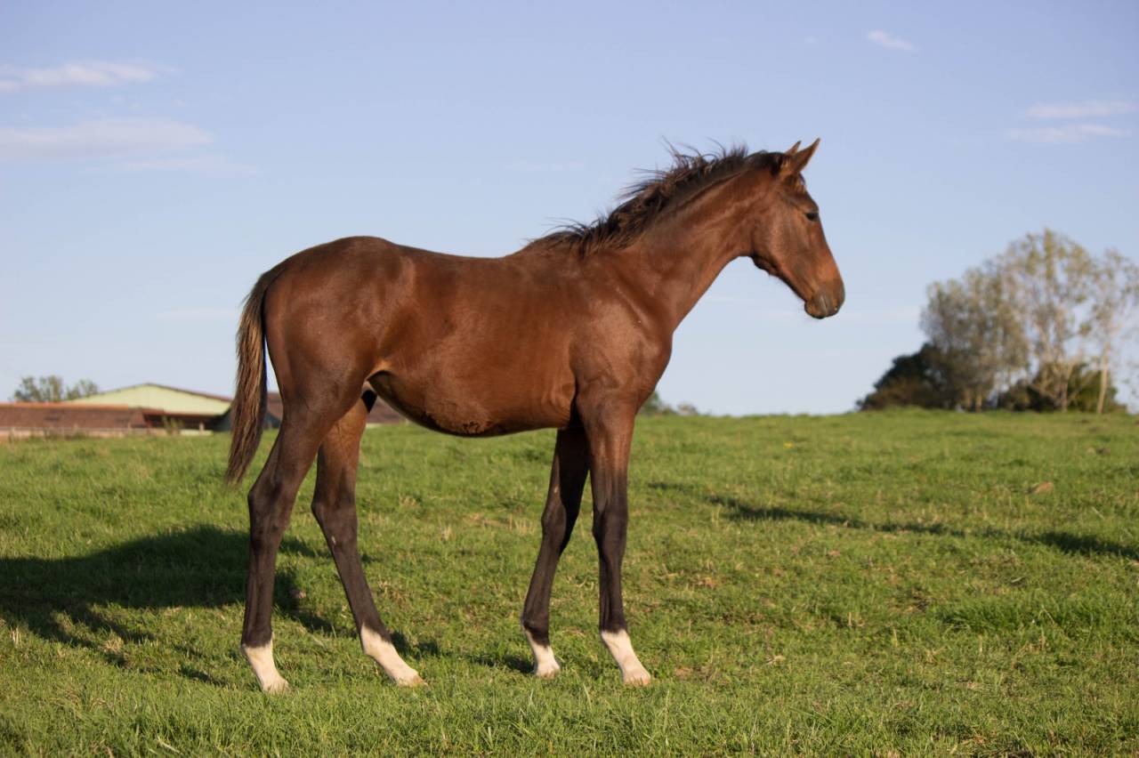 Poulain Selle français Joker d'Euskadi mère iso 137