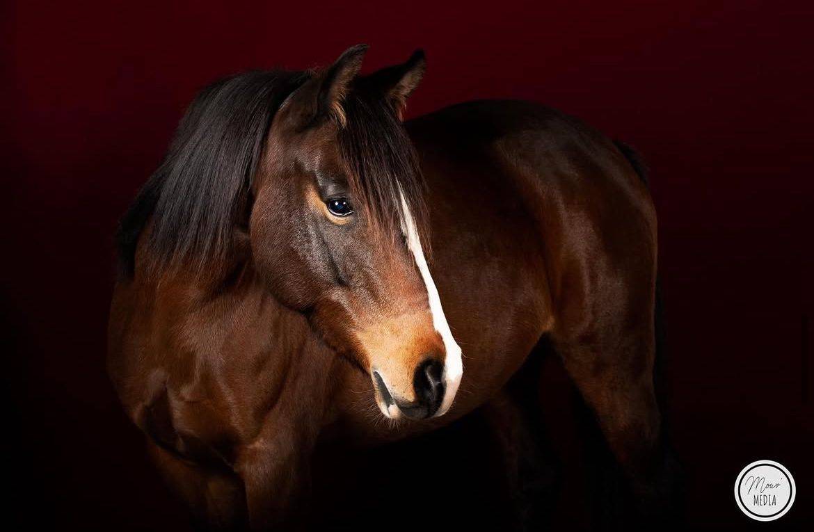 Jument de loisir, randonnée et bétail