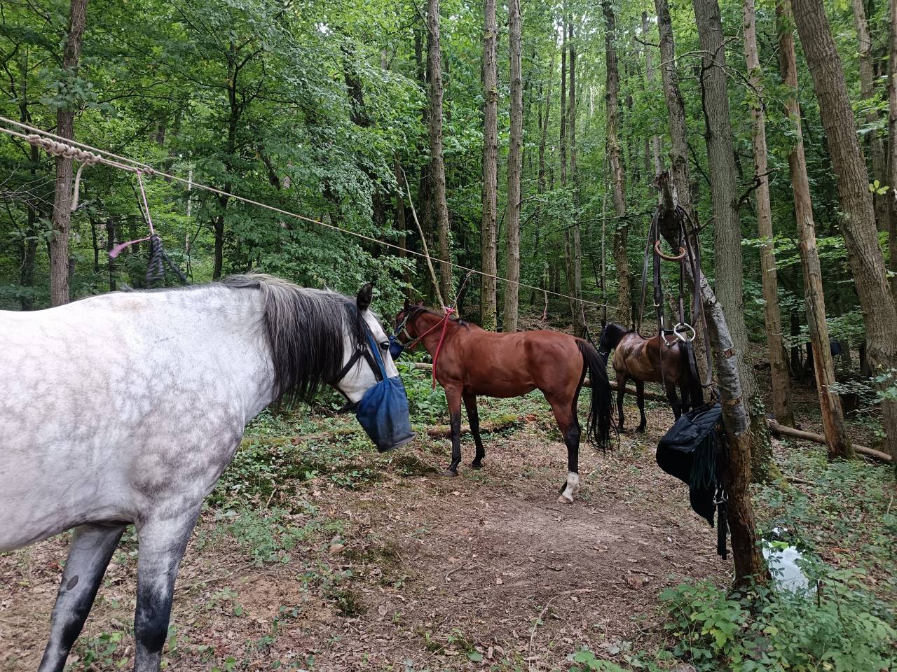 Balades et randonnées à cheval 