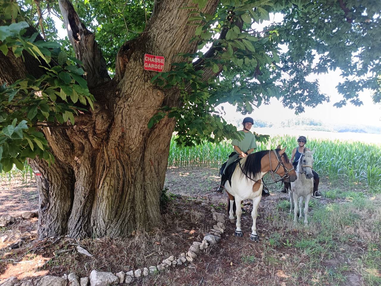 Balades et randonnées à cheval 