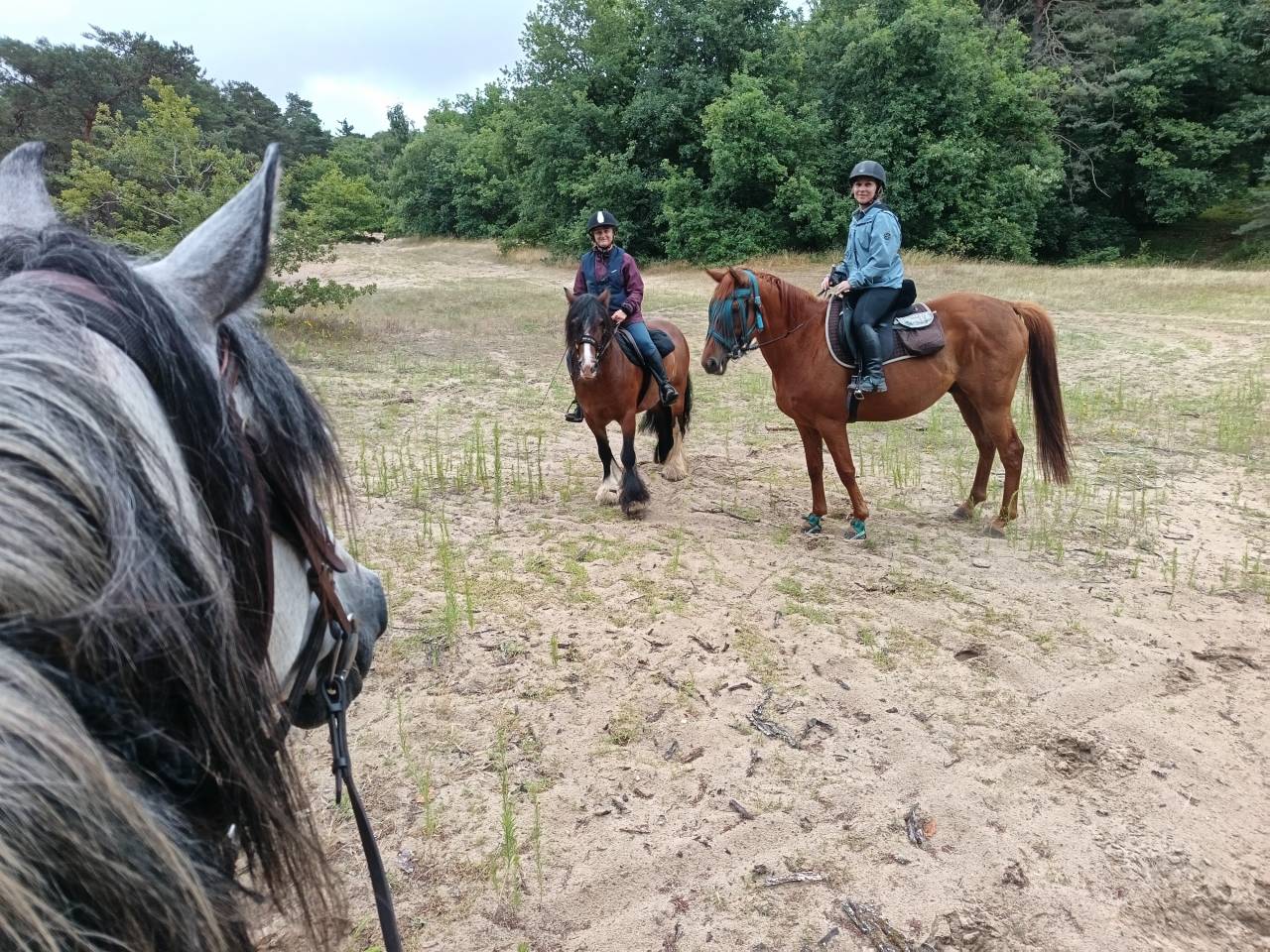 Balades et randonnées à cheval 