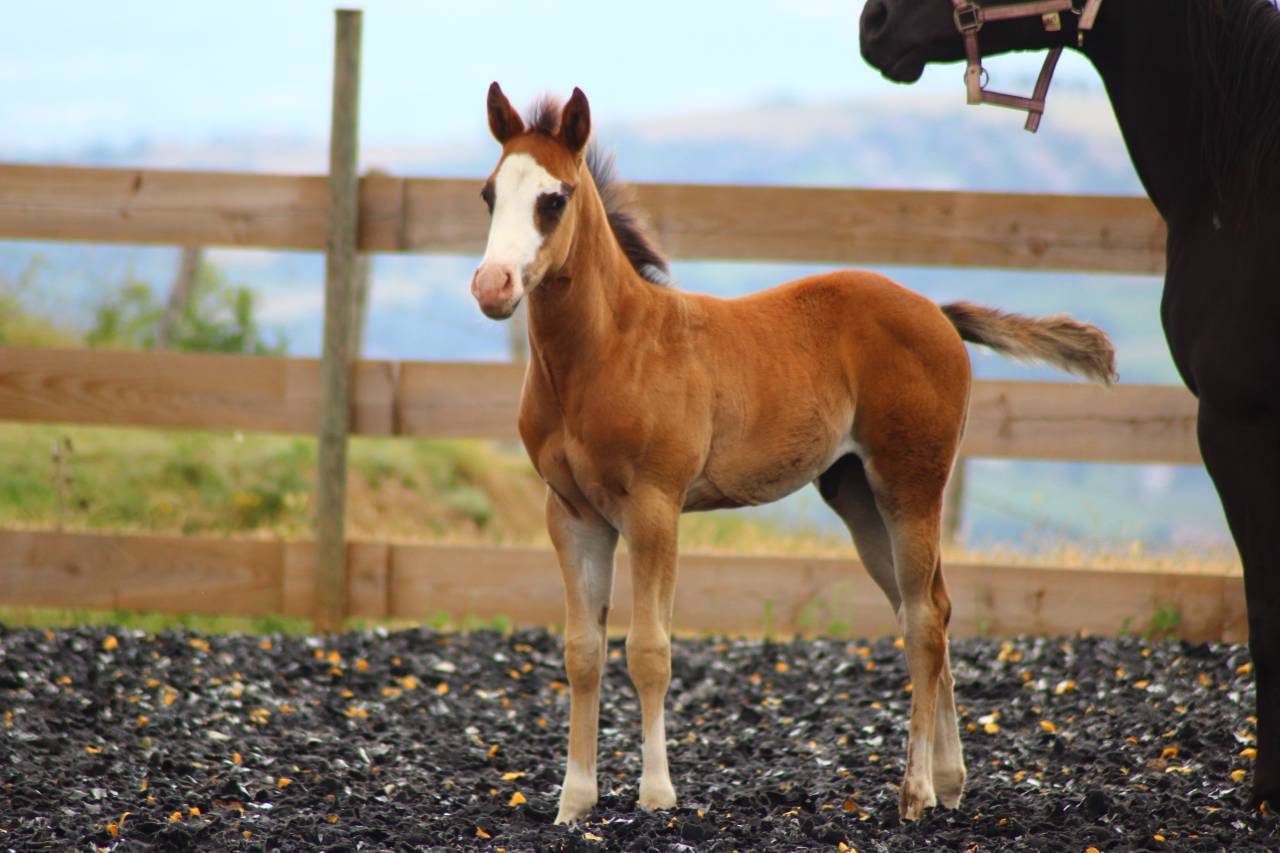 Poulain Paint horse PP