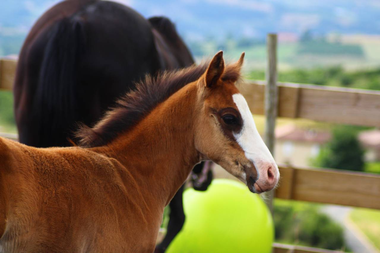 Poulain Paint horse PP