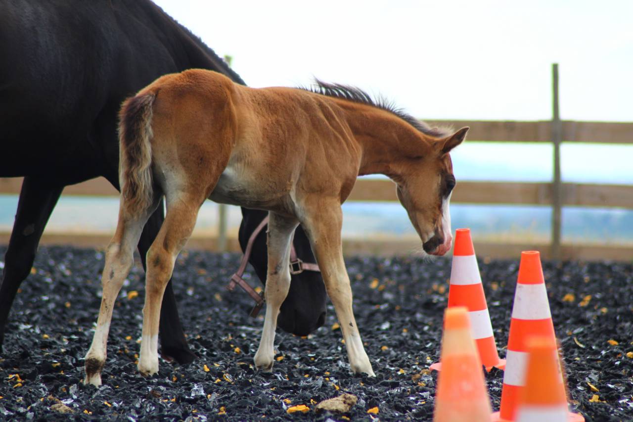 Poulain Paint horse PP