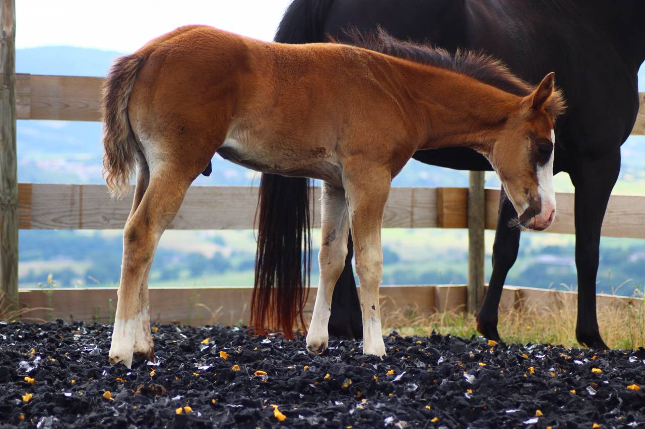 Poulain Paint horse PP