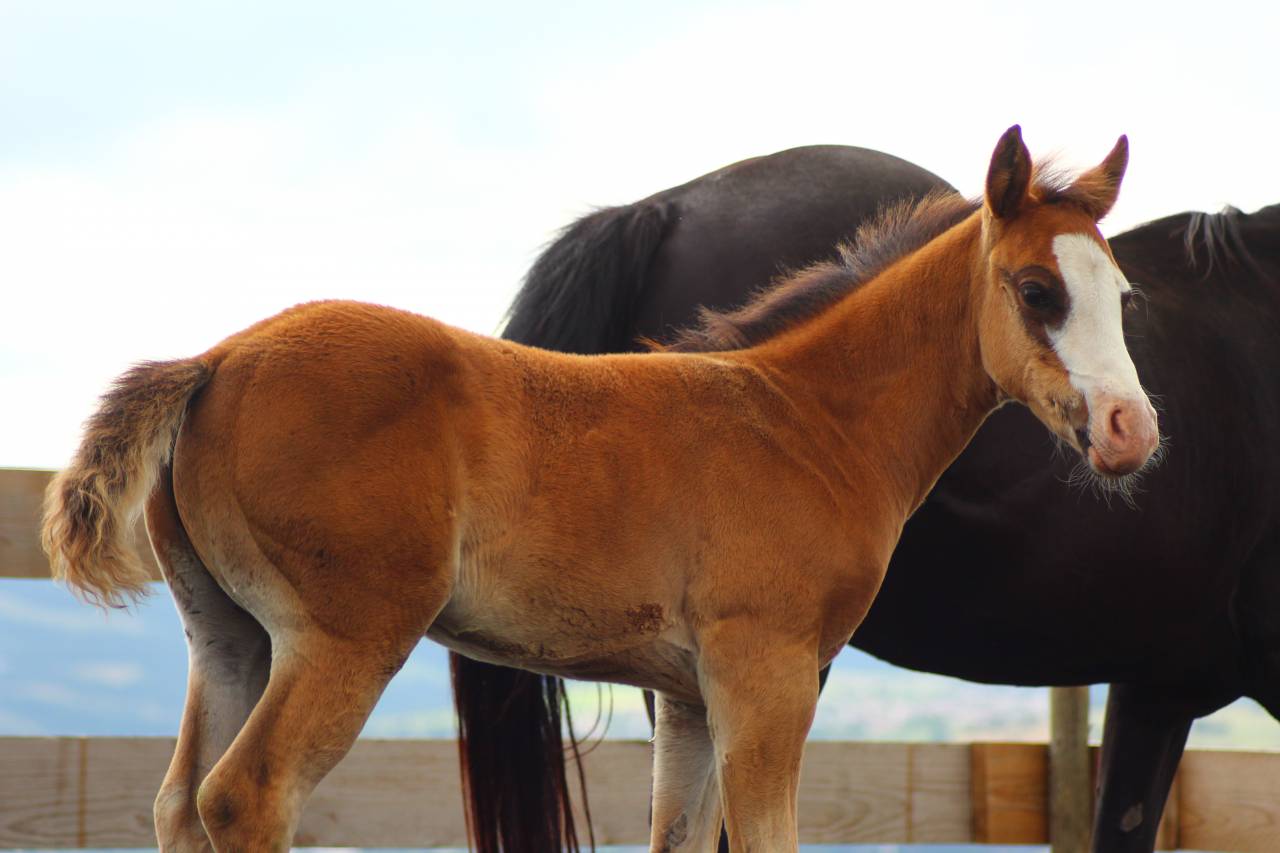 Poulain Paint horse PP