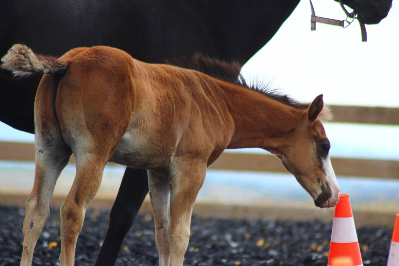 Poulain Paint horse PP