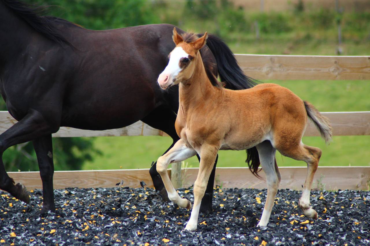 Poulain Paint horse PP