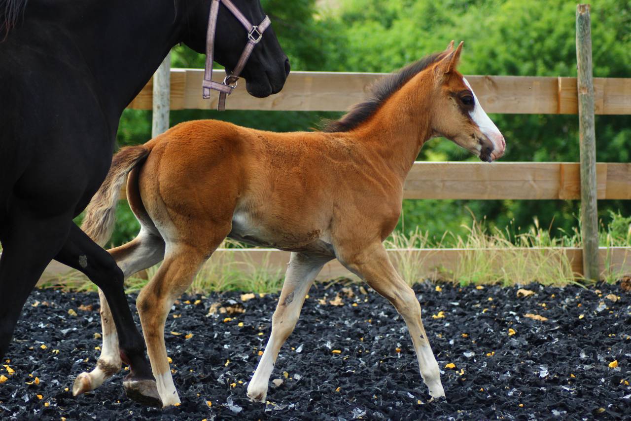 Poulain Paint horse PP