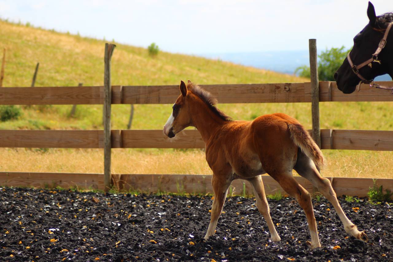 Poulain Paint horse PP