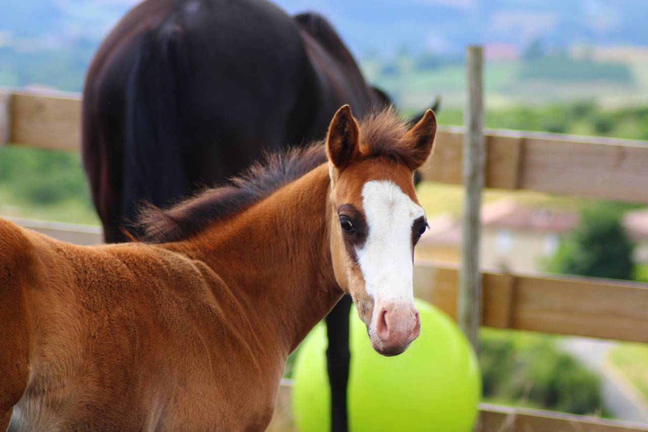 Poulain Paint horse PP