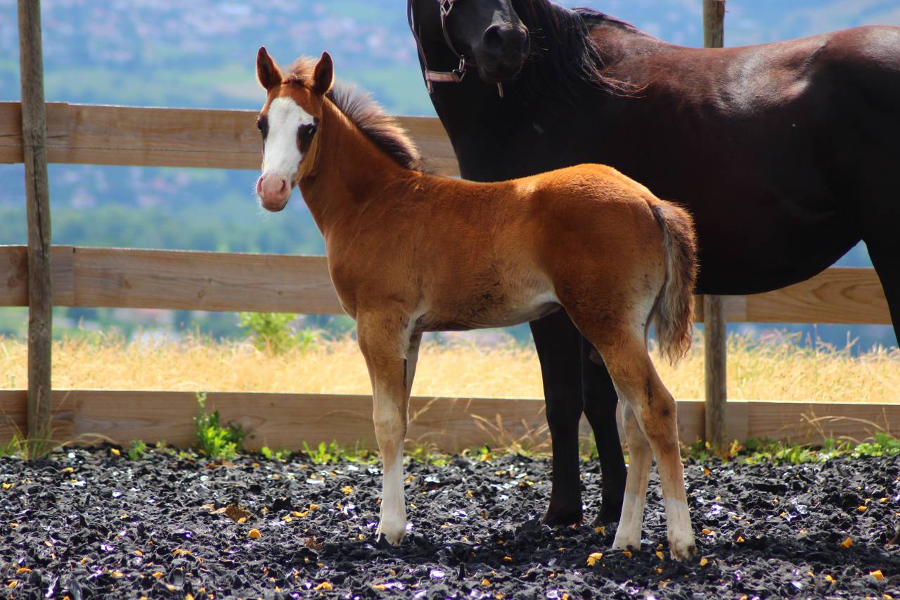 Poulain Paint horse PP