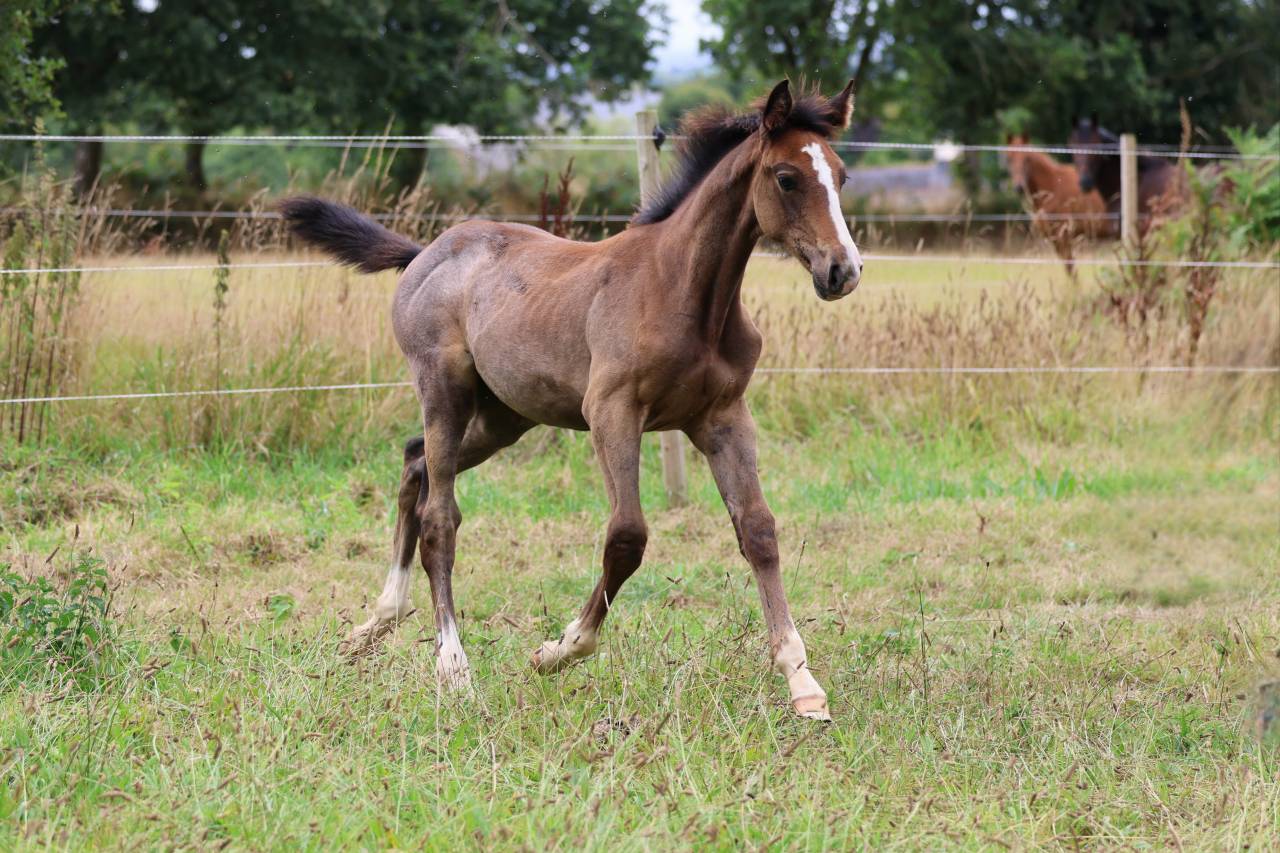 Foal femelle souche jumpy de Kreisker 