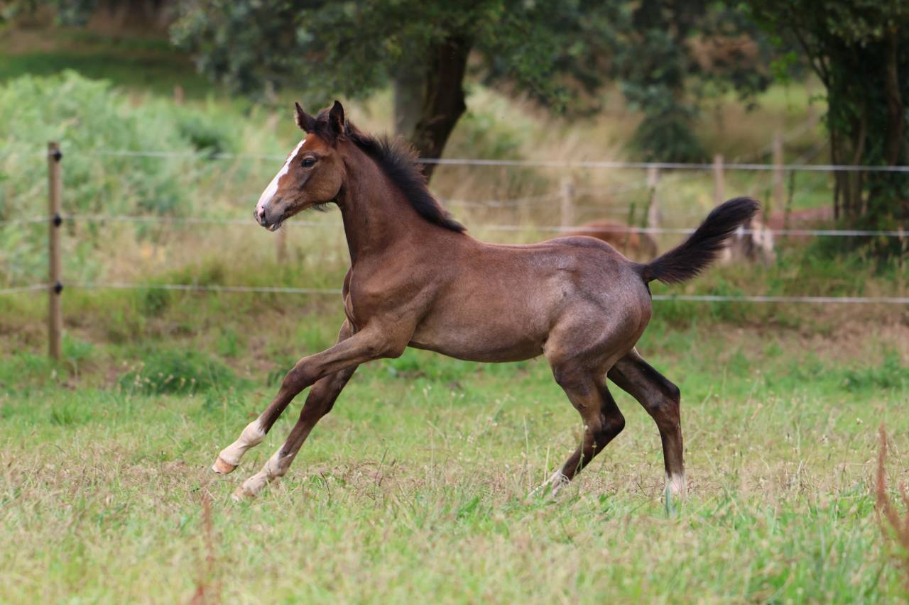Foal femelle souche jumpy de Kreisker 