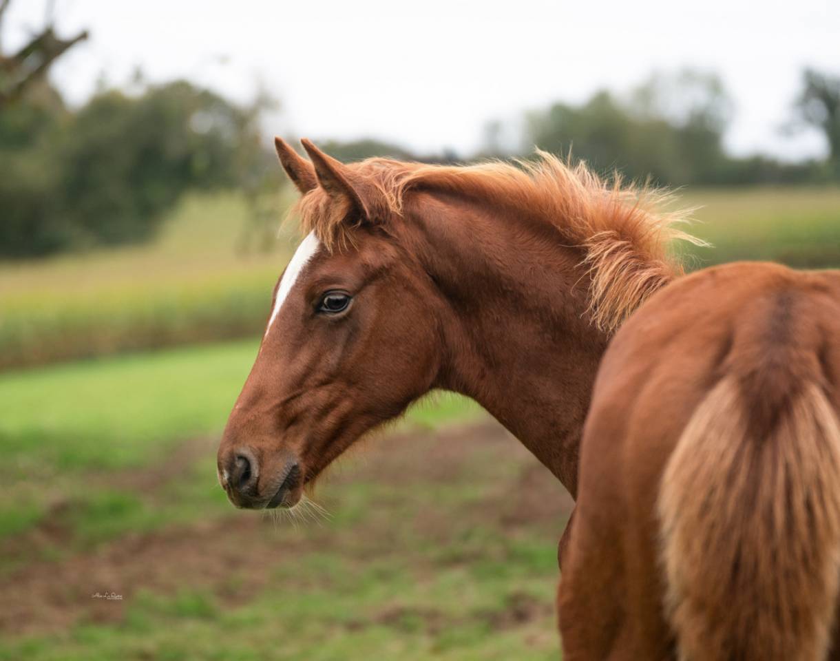 Yearling El Barone x Chacoon Blue souche Jumpy 