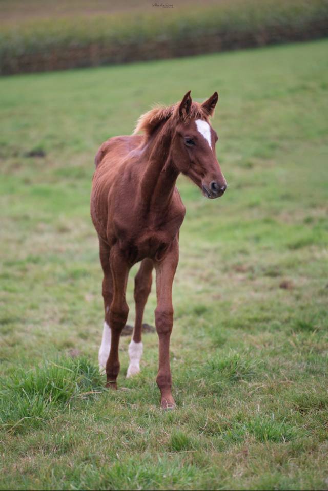 Yearling El Barone x Chacoon Blue souche Jumpy 
