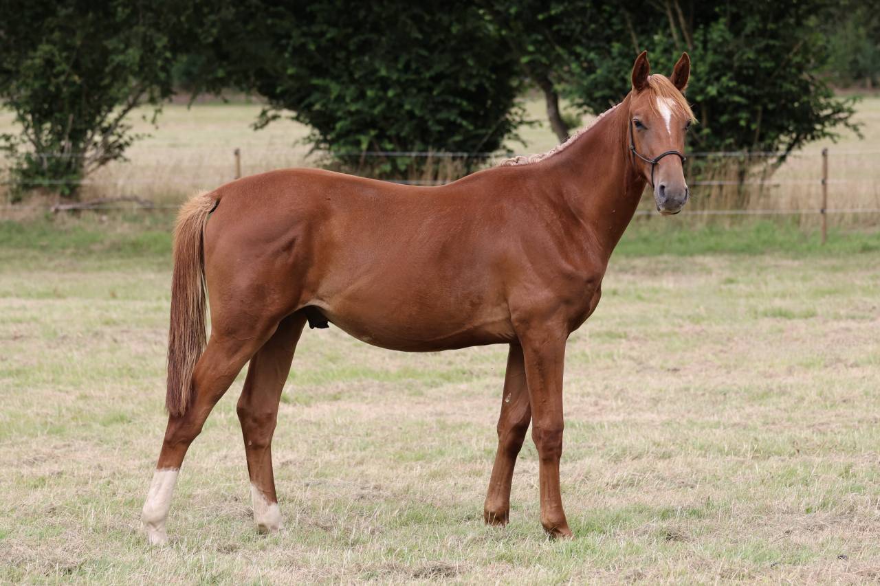Yearling El Barone x Chacoon Blue souche Jumpy 