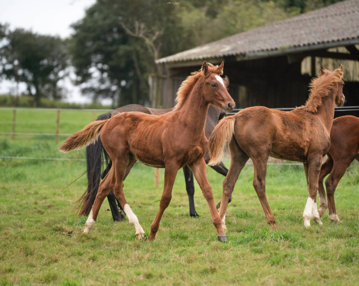 Yearling El Barone x Chacoon Blue souche Jumpy 
