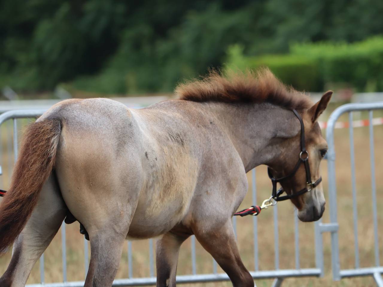 Foal Poney sport origines 4*