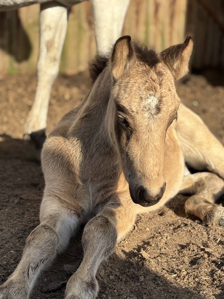 Foal Poney sport origines 4*