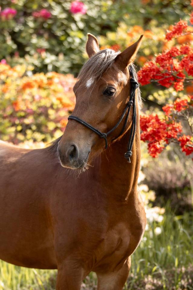 Locksley, poney D de 4 ans