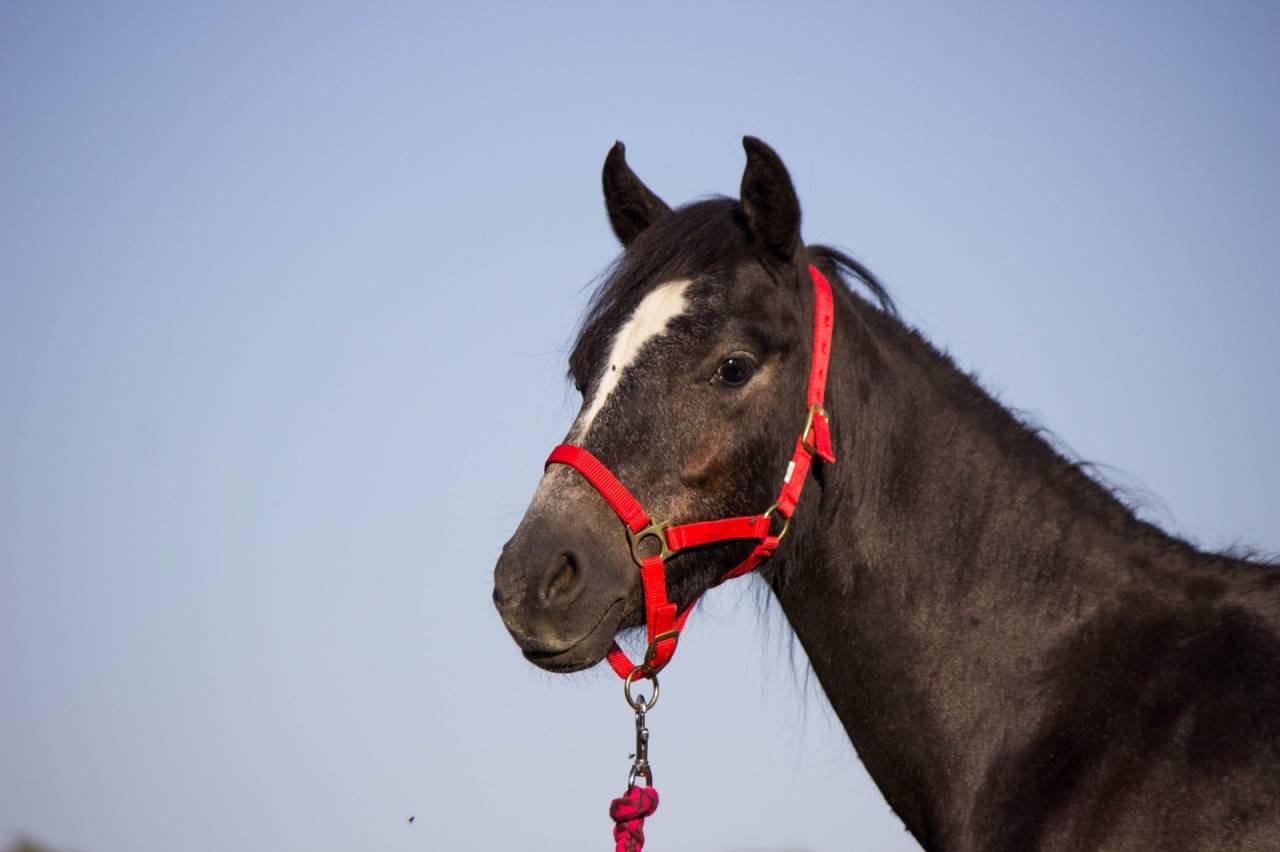 Welsh pony, deux ans , hongre