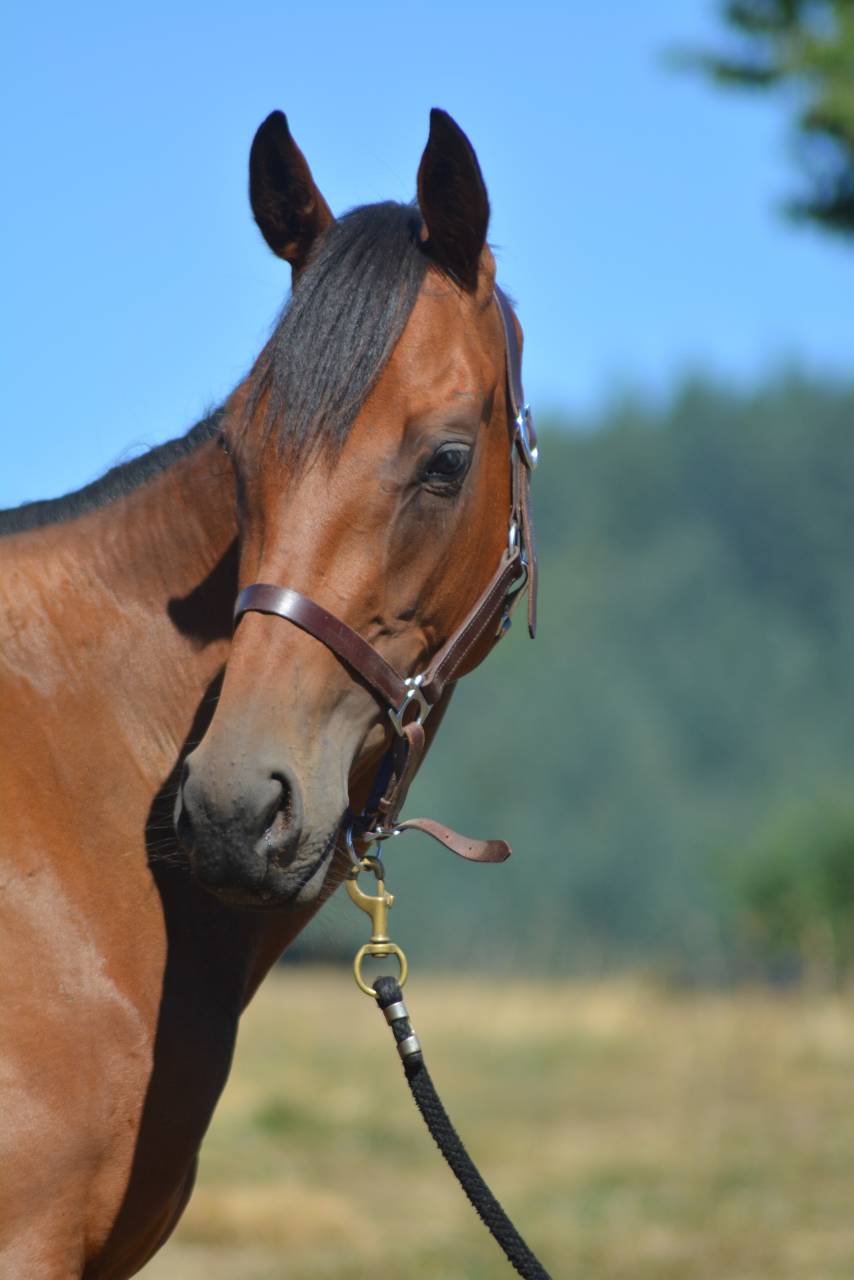 Jument loisirs / sport 3 ans