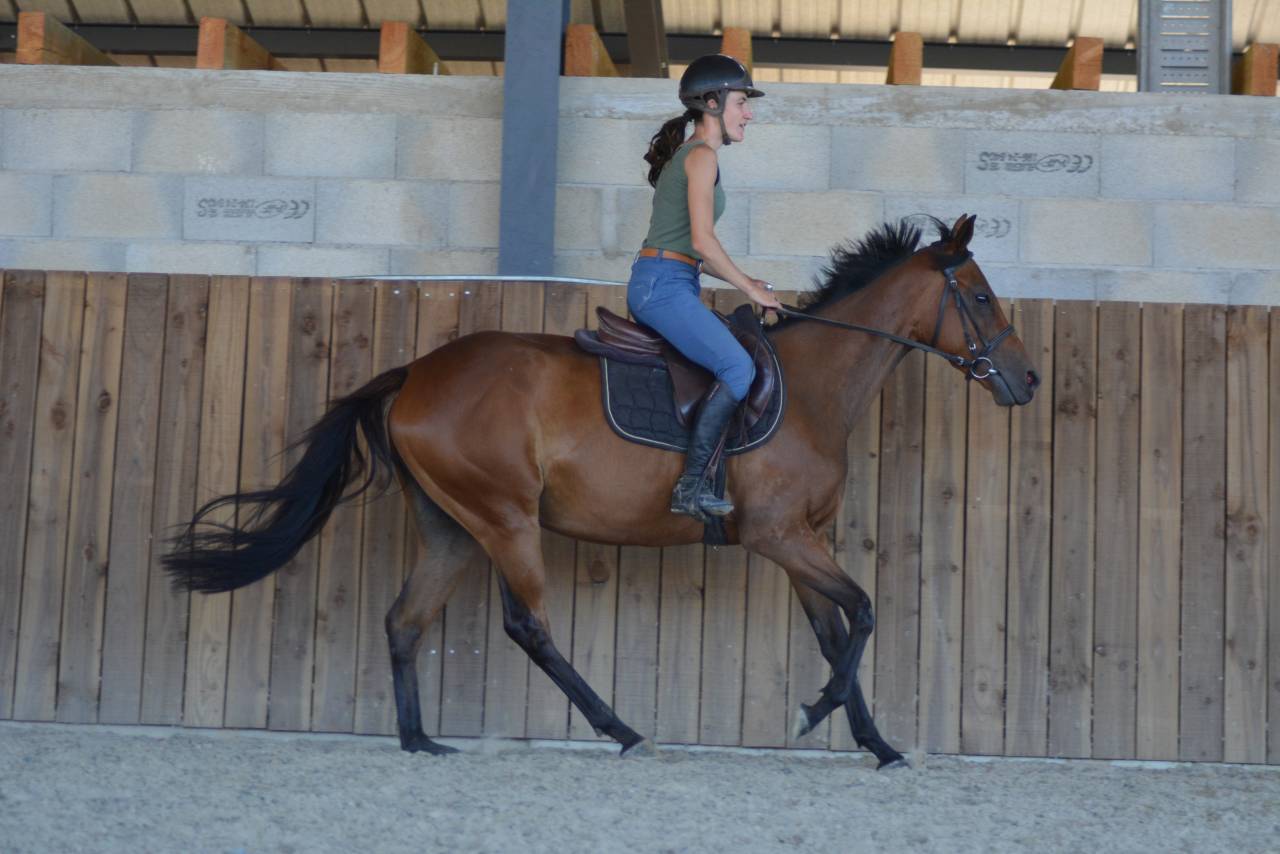 Jument loisirs / sport 3 ans