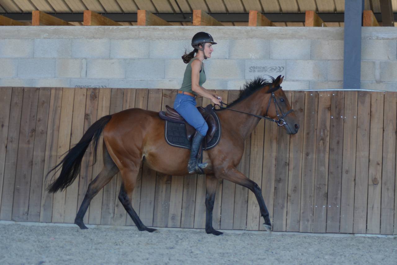 Jument loisirs / sport 3 ans