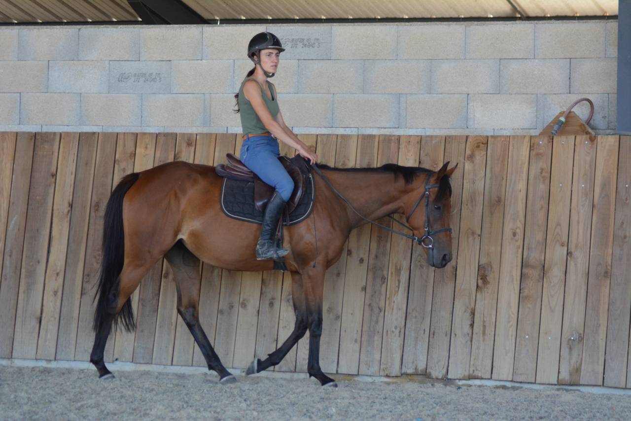 Jument loisirs / sport 3 ans