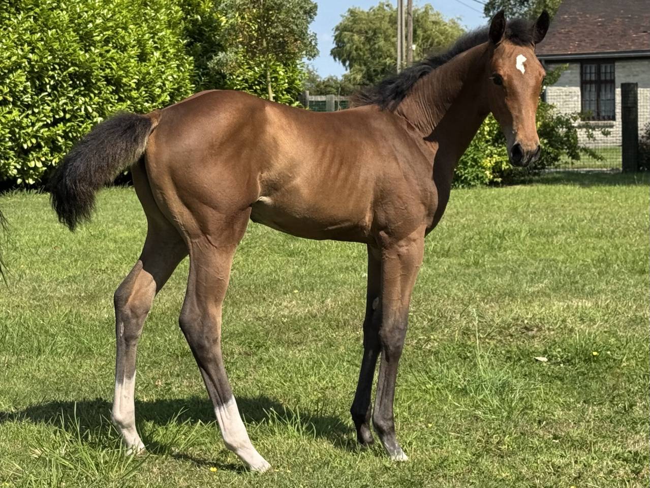 À vendre pouliche par Hardrock Z