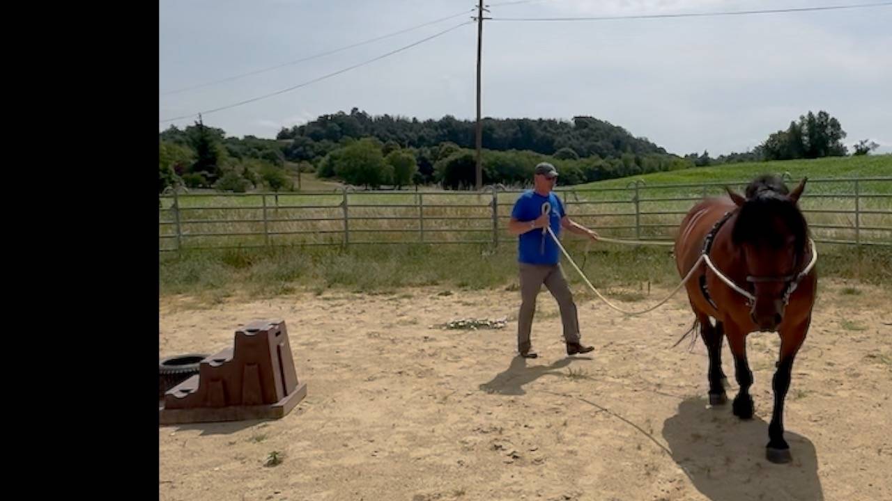Bélinda jument Auvergne pour l'attelage.