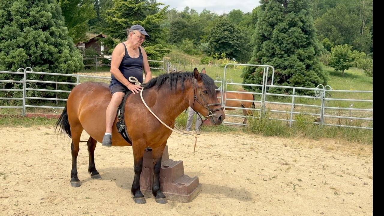 Bélinda jument Auvergne pour l'attelage.