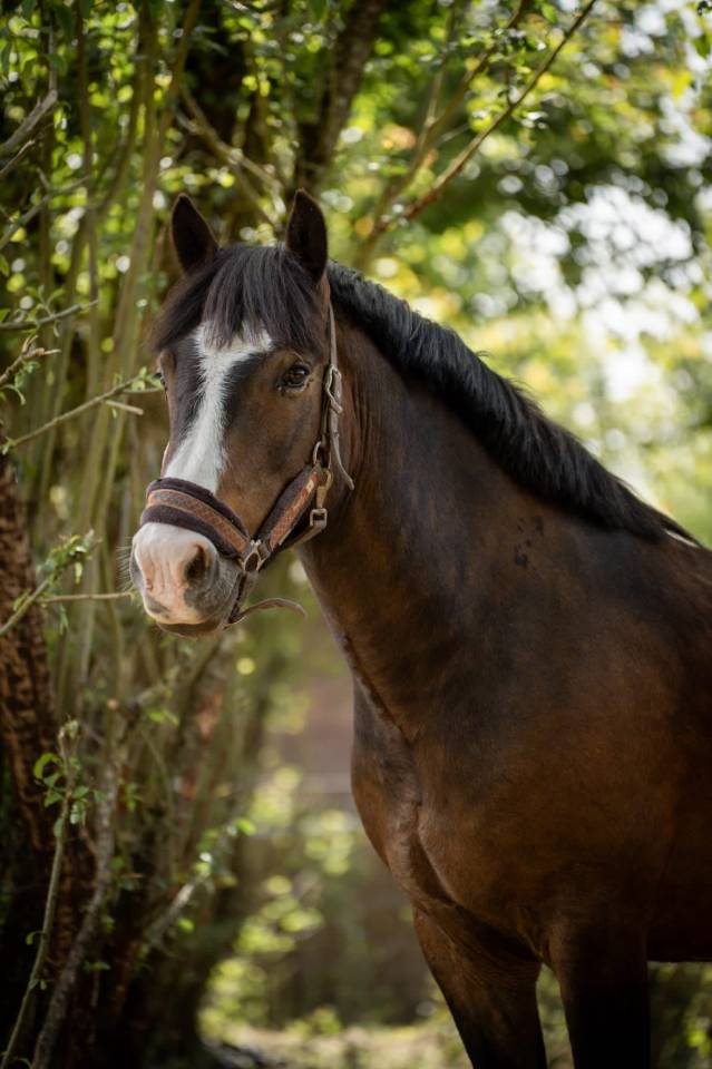 Poney de Sport New Forest