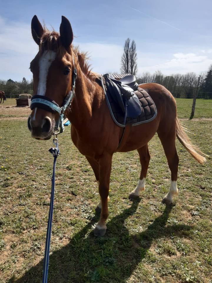 Vend ou échange Hongre anglo arabe PP 3 ans