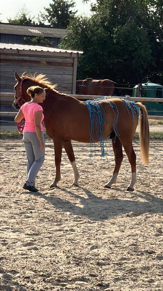 Vend ou échange Hongre anglo arabe PP 3 ans