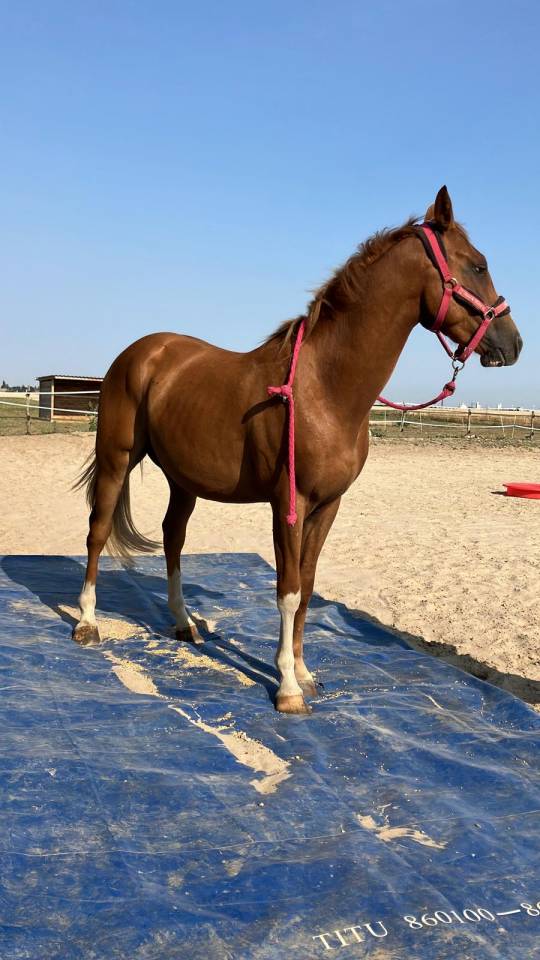 Vend ou échange Hongre anglo arabe PP 3 ans