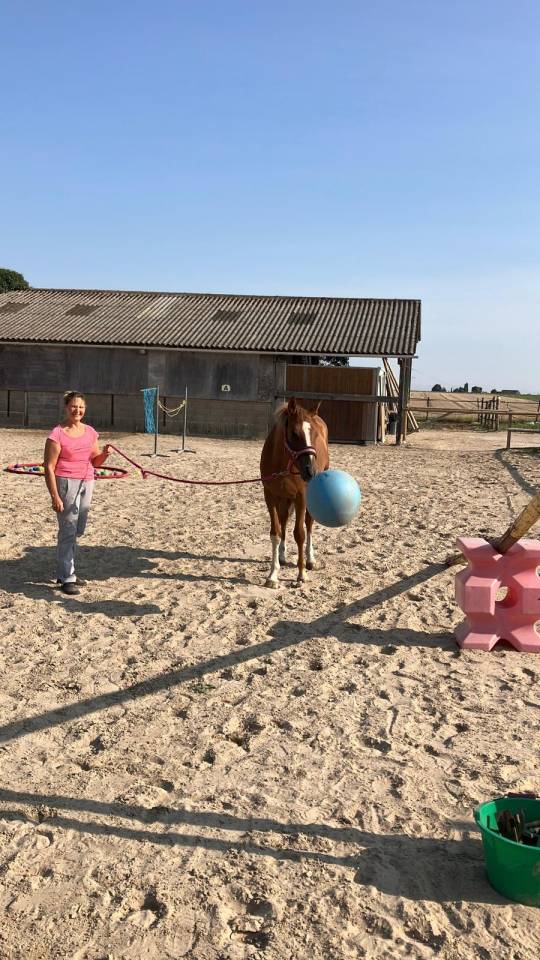 Vend ou échange Hongre anglo arabe PP 3 ans