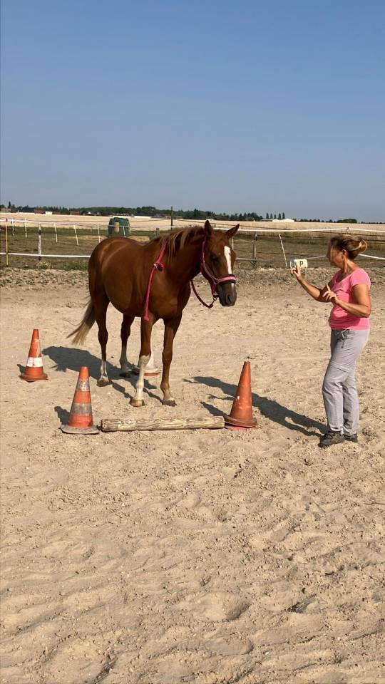Vend ou échange Hongre anglo arabe PP 3 ans