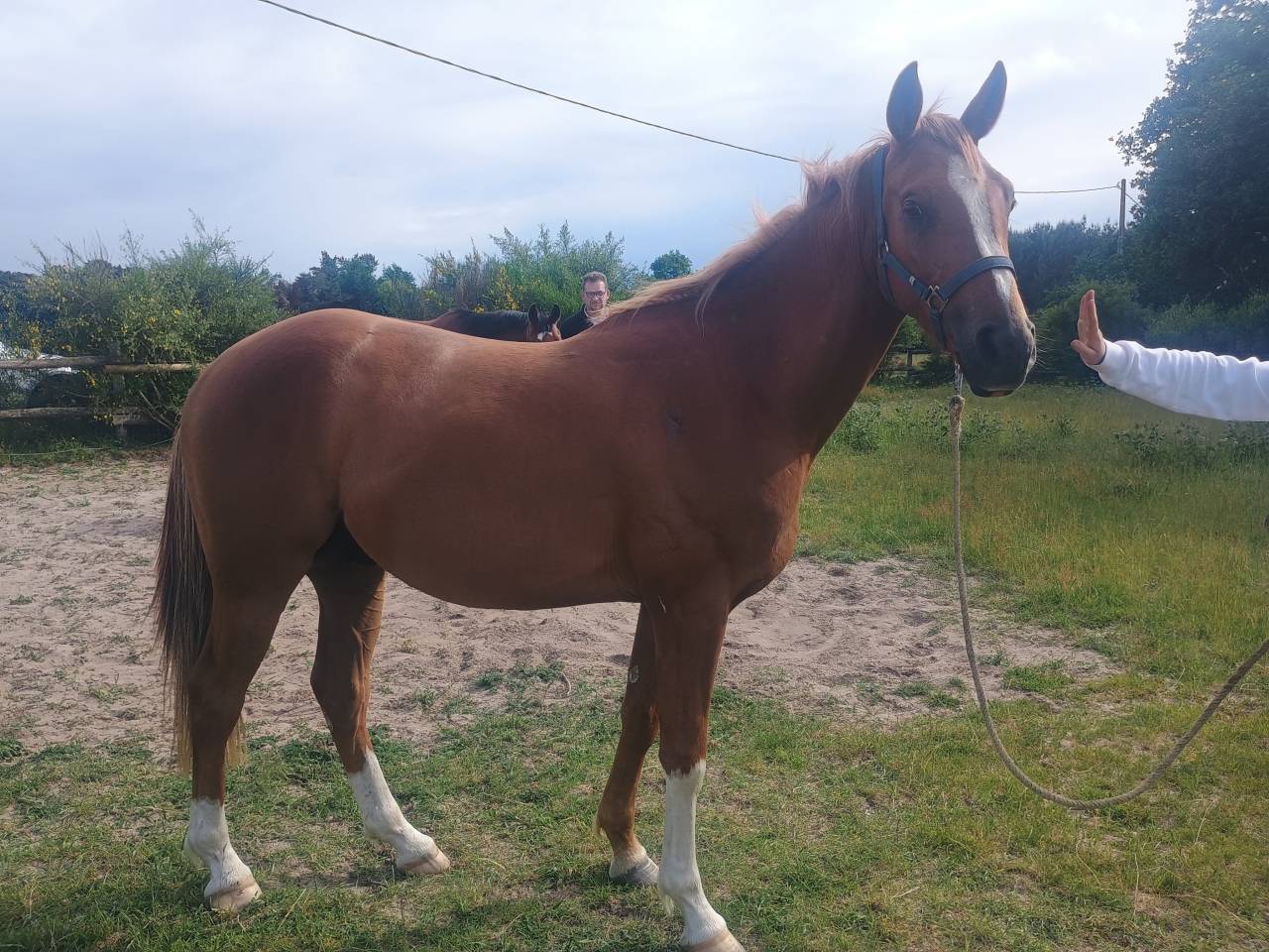 Vend ou échange Hongre anglo arabe PP 3 ans