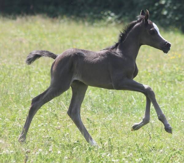 PUR SANG ARABE NOIRE / FABULOUS BLACK PUREBRED FILLY