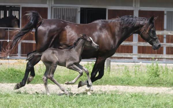 PUR SANG ARABE NOIRE / FABULOUS BLACK PUREBRED FILLY