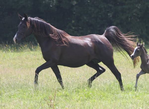 PUR SANG ARABE NOIRE / FABULOUS BLACK PUREBRED FILLY