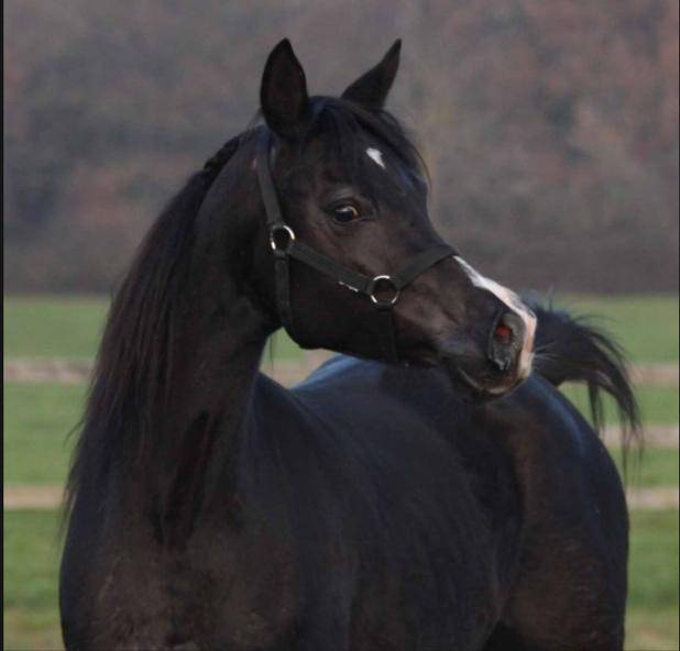 PUR SANG ARABE NOIRE / FABULOUS BLACK PUREBRED FILLY