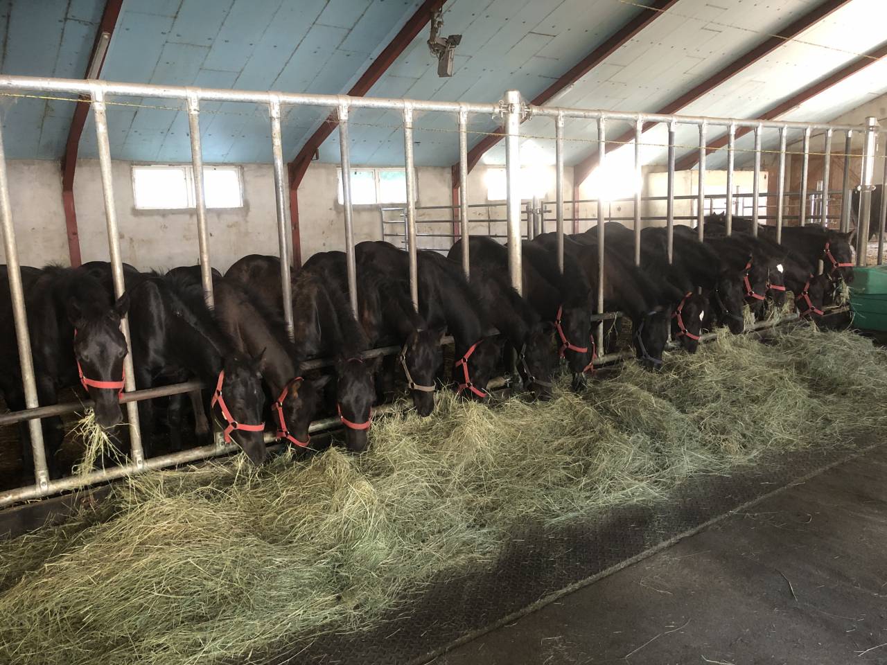 poulains pouliches Mérens