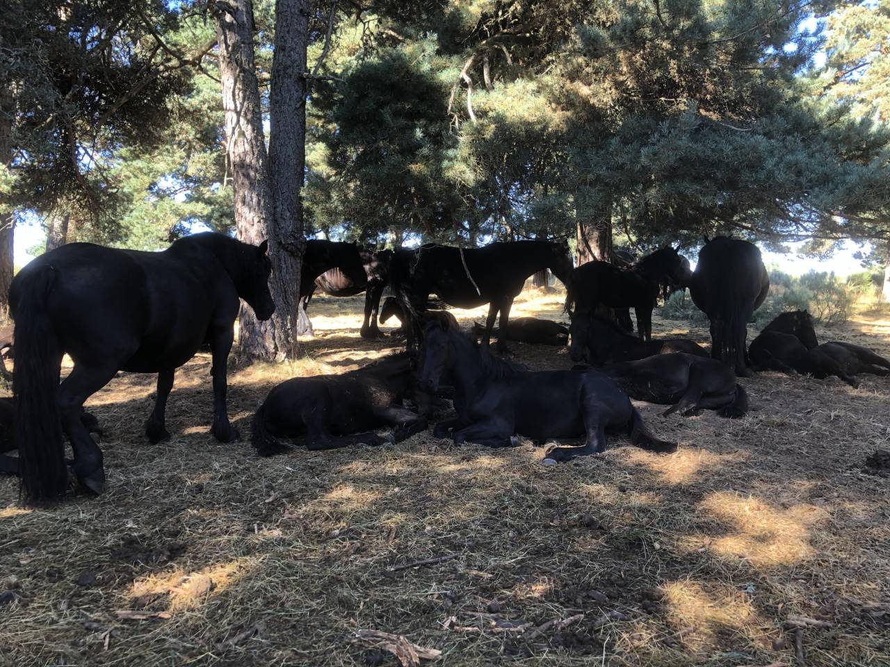 poulains pouliches Mérens