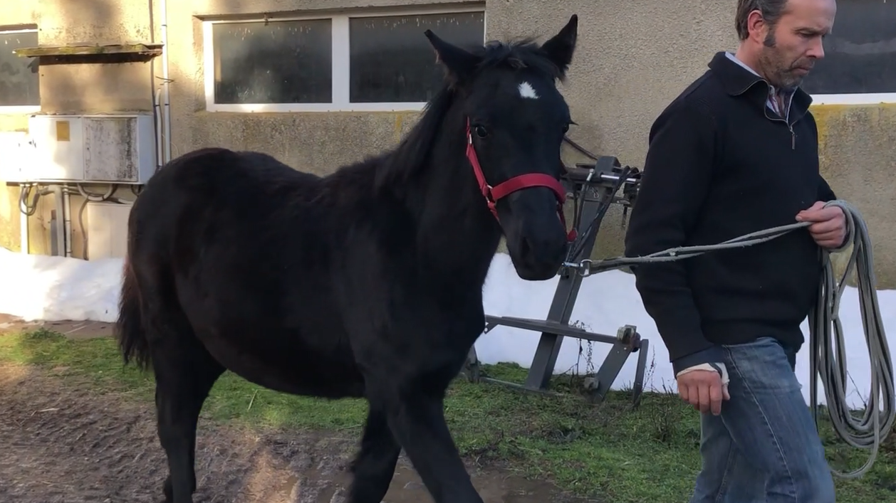 poulains pouliches M&eacute;rens