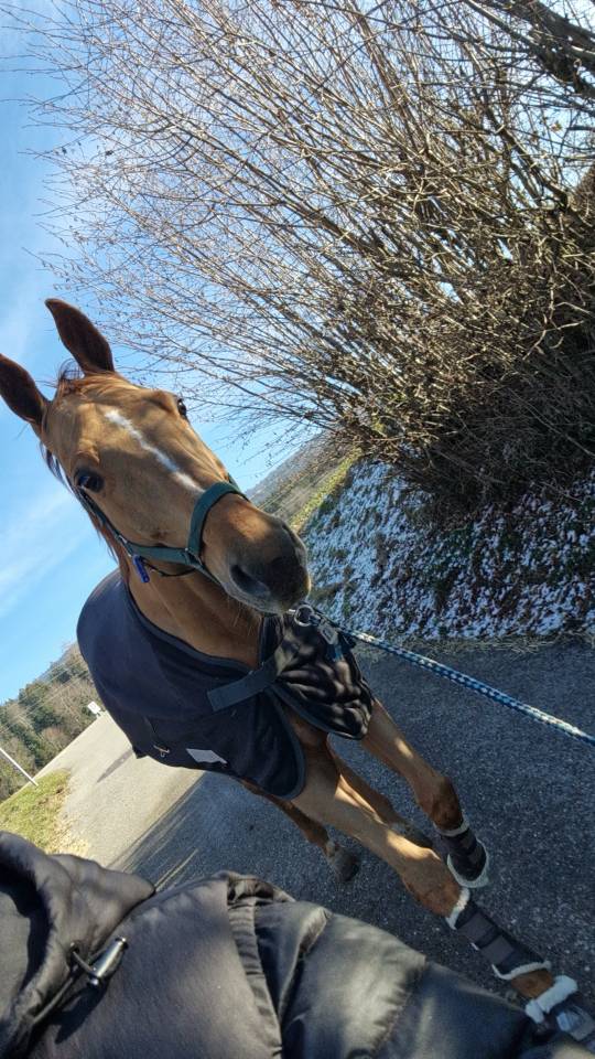 Hongre de 14 ans parfait pour une famille 