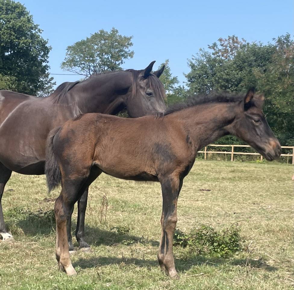 Top pouliche SFO 2025