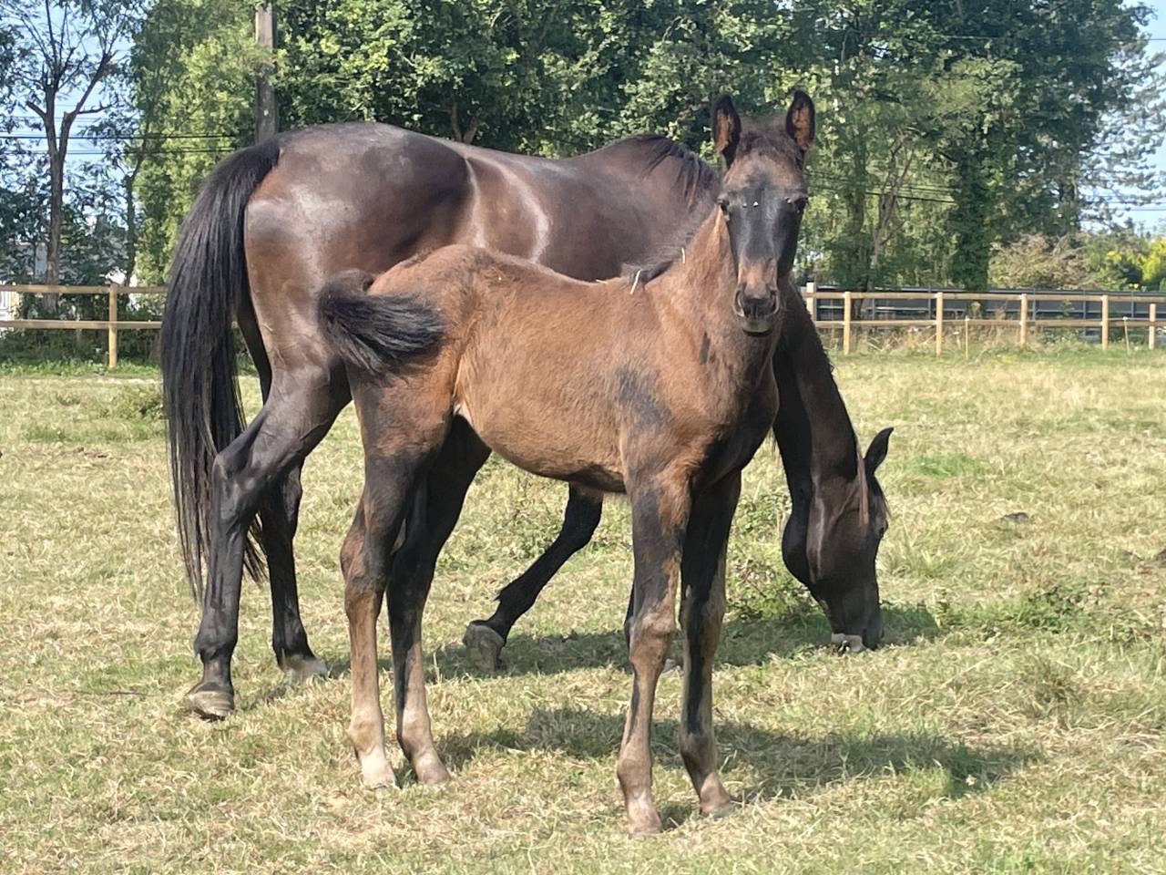 Top pouliche SFO 2025